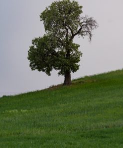 عکس پس زمینه برای موبایل درخت تنها